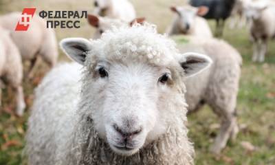 Овцы на миллион: волгоградский фермер заплатит за порчу земли