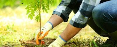 Раменский округ присоединится к акции «Наш лес. Посади свое дерево»