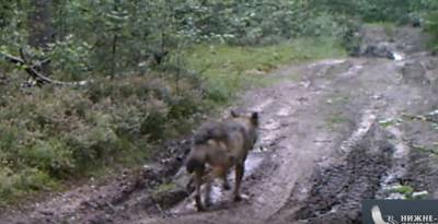 Волк из Нижне-Свирского заповедник показал, кто тут главный — видео