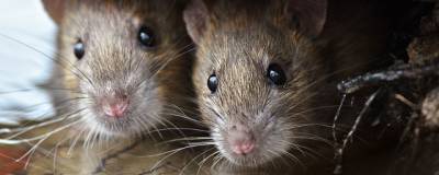 Жильцы многоэтажки в Черкесске пожаловались на крыс