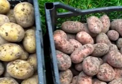 Дефицита не будет: украинские фермеры назвали цену на картофель