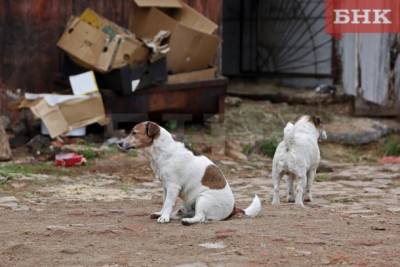 Покусанная бродячими собаками усинка получит 50 тысяч рублей