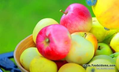 Как правильно собирать и хранить яблоки и груши