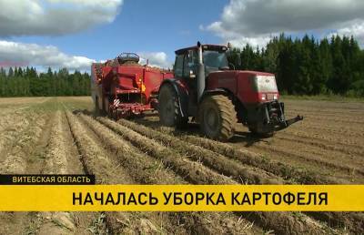 В Беларуси началась уборка картофеля: какую новинку предложат в этом году покупателям?