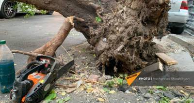 В Ереване дерево упало на две машины – фото с места происшествия