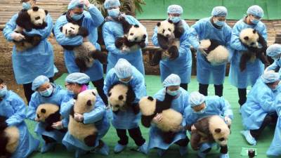В Мадридском зоопарке родились панды-близнецы