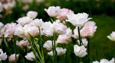 Готовимся к новому сезону: выбираем для посадки многоцветковые тюльпаны