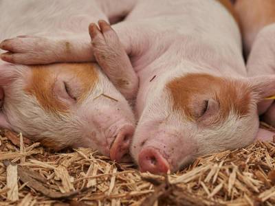 В Архангельской области в мясе под маркой «Апрель» нашли чуму свиней