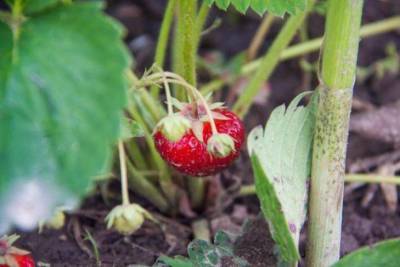 Почему нельзя обрезать клубнику в сентябре: о чем знают опытные садоводы