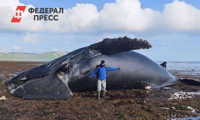Гигантский кит выбросился на берег на Камчатке