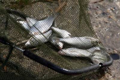 Тела двух рыбаков обнаружили на берегу Арахлея