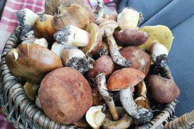 Жителей Новосибирской области оставил без грибов Караканский бор