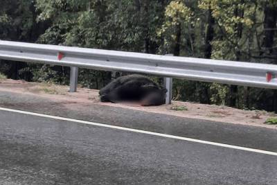 На трассе в Бурятии сбили медведя