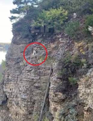 Кузбассовец снял собаку со скалы высотой с девятиэтажный дом