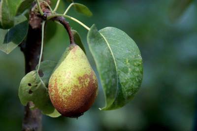 Как использовать с пользой для сада падалицу яблонь и груш
