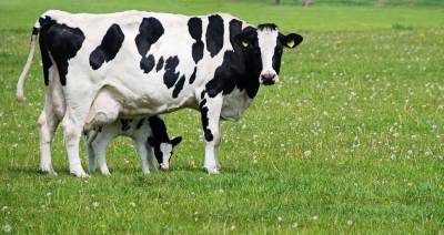 Совместный прирост молока сельхозорганизаций России и Белоруссии в 2020 году составил 1,3 млн тонн — Максим ФАСТЕЕВ