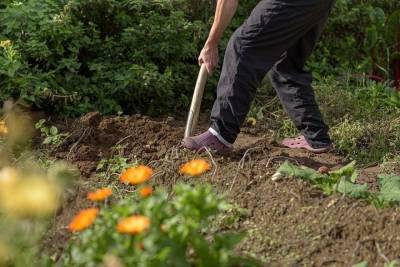 Волгоградский агроном рассказал, как вернуть плодородие почве осенью