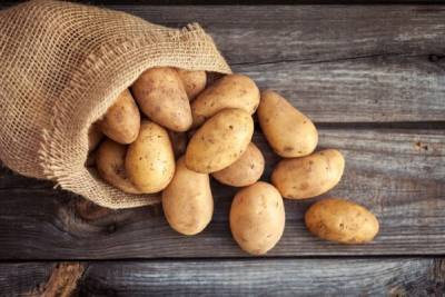 Свердловчане проверили картофель на бурую бактериальную гниль