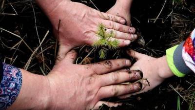 Более пяти тысяч деревьев высадили в Иркутской области в рамках экомарафона