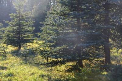 170 тысяч хвойных деревьев высадят в Ленинградской области осенью