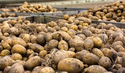 В Беларуси началась уборка картофеля: какую новинку предложат в этом году покупателям? (+видео)
