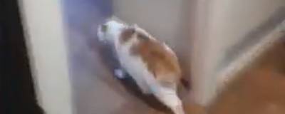 Спасатели МАСС вытащили кота сибирячки, застрявшего в коробе между ванной и туалетом