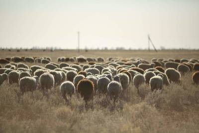 Зазевавшийся пастух заплатит 1 млн за вытоптанное поле под Волгоградом