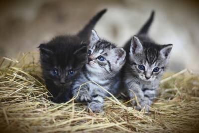 Ученые изучили тысячи кошек и выделили семь отличительных черт характера