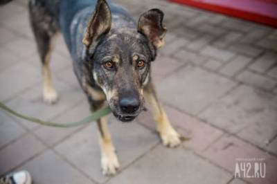 Новокузнечанка пожаловалась на нападение бездомной собаки в центре города