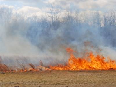 Институт МЧС России предупредил, в каких регионах можно ожидать лесных пожаров в сентябре