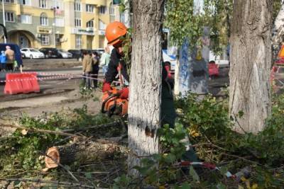В Белгороде уберут сухие деревья еще на двух улицах