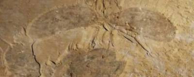 Палеонтологи ROM выявили в кембрийских породах останки ископаемого животного нового вида
