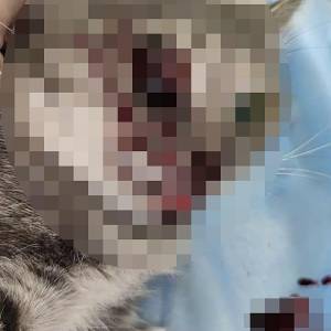 В Запорожье хозяин выбросил свою кошку из окна