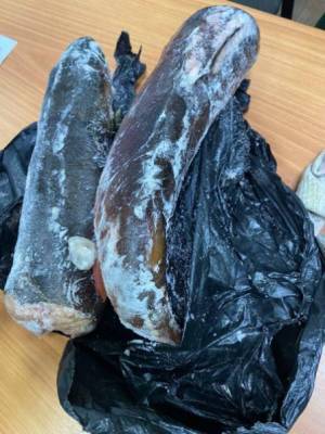 Новокузнечанина задержали за вылов краснокнижной рыбы в Республике Тыва