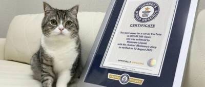 Японский кот попал в Книгу рекордов Гиннесса — набрал больше всех просмотров на YouTube