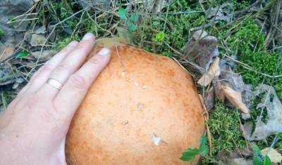В тюменских лесах затишье перед сбором грибов в конце сентября