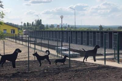 Новый приют для собак в Белгороде откроют к концу сентября