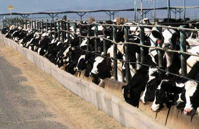 Животноводам Сумщыни выделят более 28 млн грн дотаций за коров - agroportal.ua - Украина - Сумская обл. - Сумы