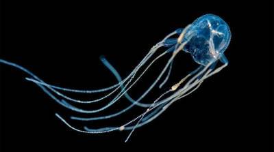 Мужчина взял в руки самую опасную медузу в мире и выжил (Видео)