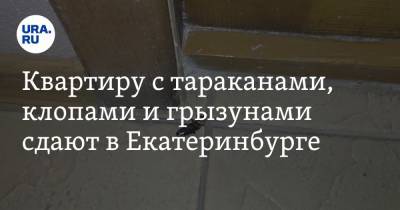 Квартиру с тараканами, клопами и грызунами сдают в Екатеринбурге