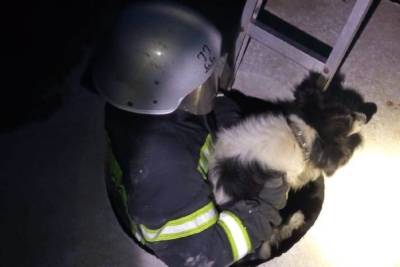 Белгородские спасатели достали провалившуюся в люк собаку