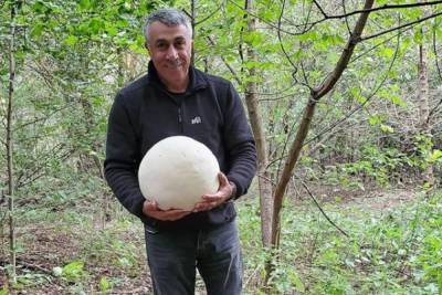 Комаровский насобирал грибы размером с футбольный мяч: "Они точно съедобны?"
