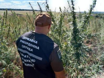 В Донецкой области пограничники выявили плантацию конопли в 200 тыс. кустов