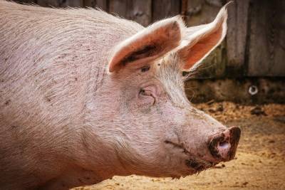 Очаг африканской чумы свиней ликвидирован в Кстовском районе