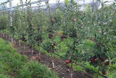 На Ставрополье закладывают яблоневый сад за 400 миллионов рублей