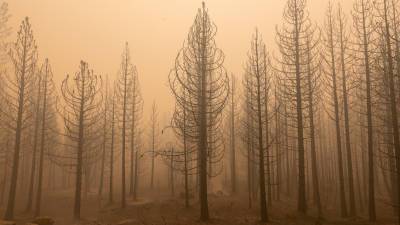 Дым от лесных пожаров оказался причиной смерти более 33 000 человек в год
