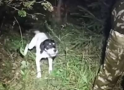 Собаки помогли добровольцам найти заблудившуюся в лесу смолянку