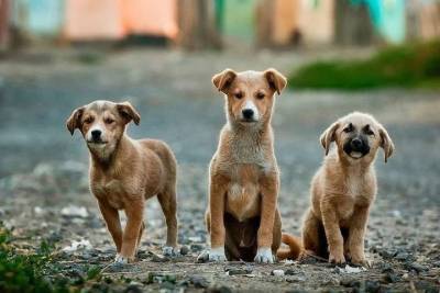 В Госдуме пообещали сажать чиновников за нападения бездомных собак