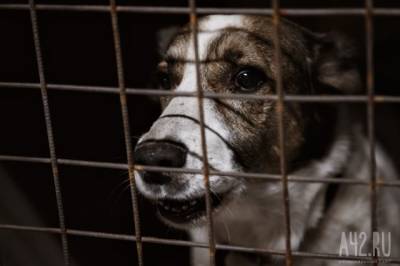 В Госдуме дали обещание сажать чиновников за нападение безнадзорных животных