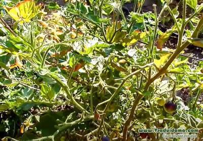«Деревянные» томаты – меры борьбы со столбуром помидоров